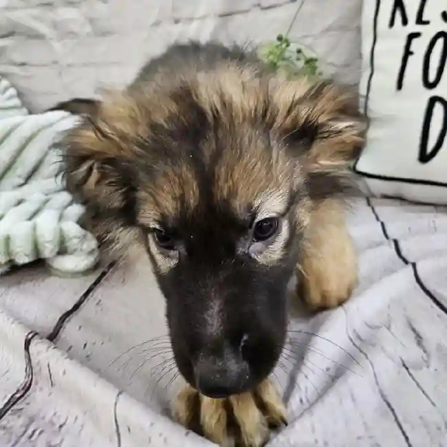 Female German Shepherd Puppy for Sale in Monroeville, PA