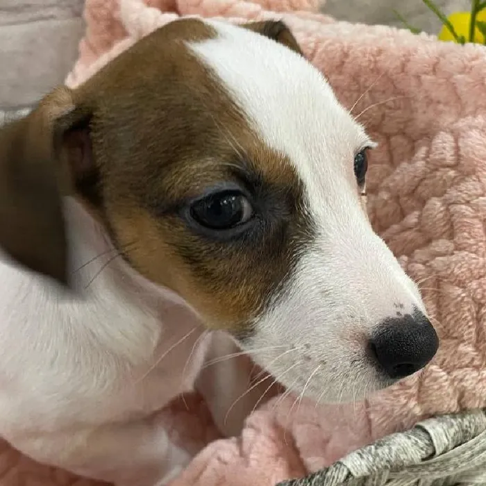 Female Jack Russell Terrier Puppy for Sale in Monroeville, PA