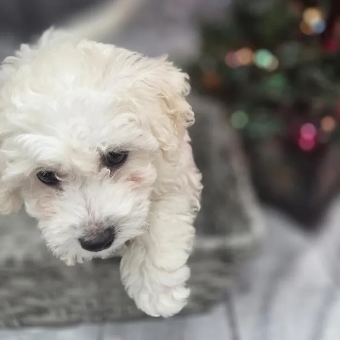 Female Bichon Puppy for Sale in Monroeville, PA
