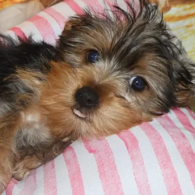Male Yorkie Puppy for Sale in Monroeville, PA