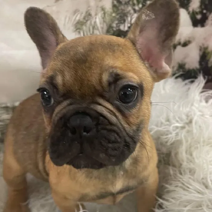 Male French Bulldog Puppy for Sale in Monroeville, PA