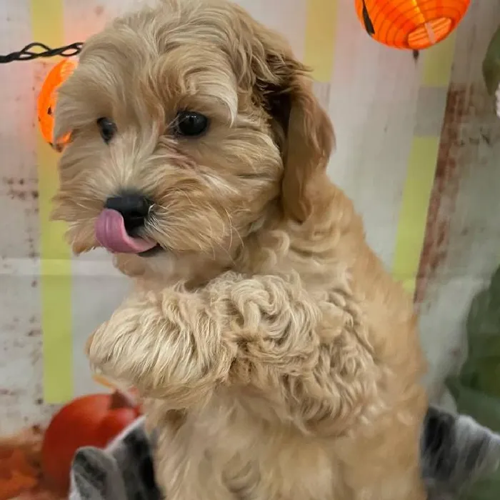 Female Cavapoo Puppy for Sale in Monroeville, PA