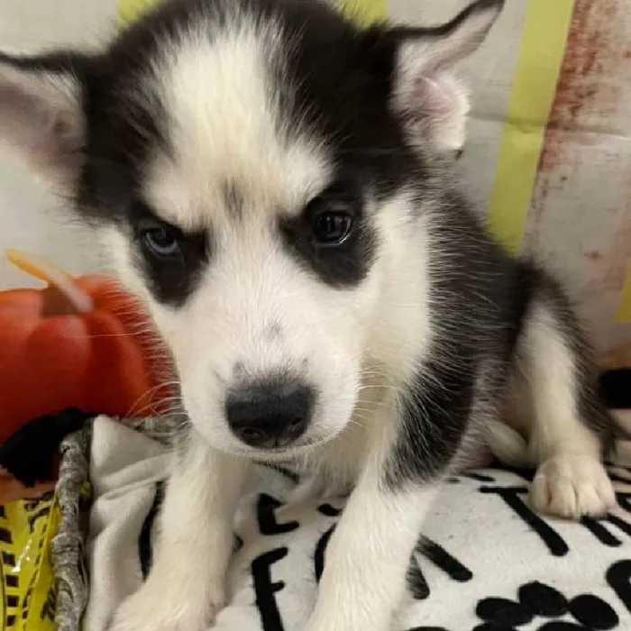 Female Siberian Husky Puppy for Sale in Monroeville, PA