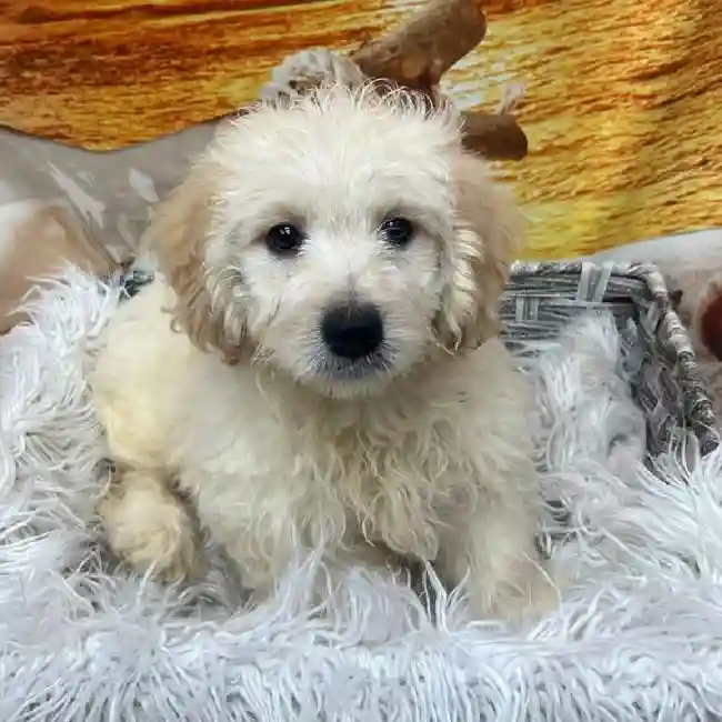 Male Maltipoo Puppy for Sale in Monroeville, PA
