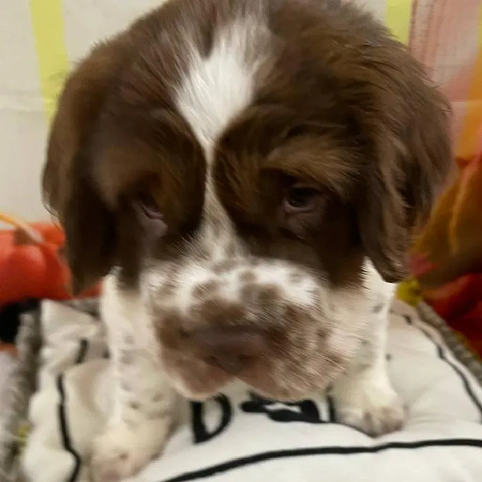 Male Mini Hippo Puppy for Sale in Monroeville, PA