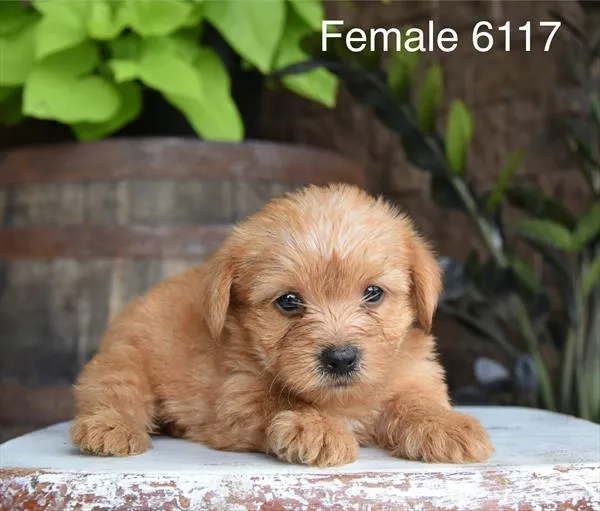 Female Yorkie puppy named Seline for sale at Petland Monroeville.