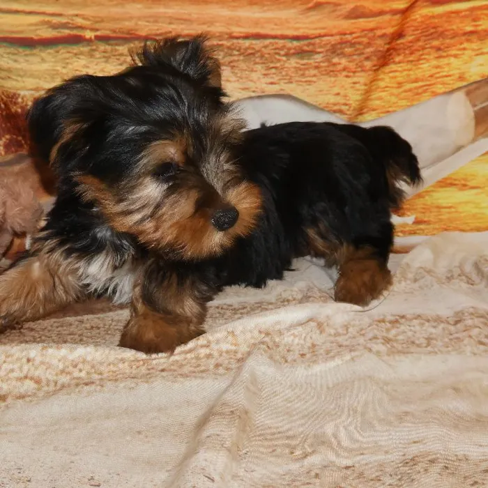 Male Yorkie Puppy for Sale in Monroeville, PA