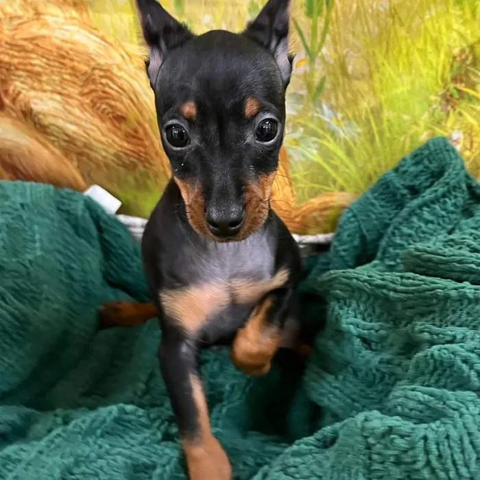 Male Min Pin Puppy for Sale in Monroeville, PA