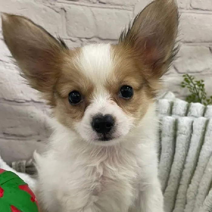Male Papillon Puppy for Sale in Monroeville, PA