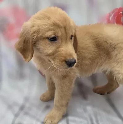 Female Golden Retriever Puppy for Sale in Monroeville, PA