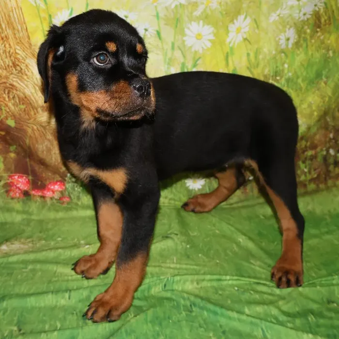 Female Rottweiler puppy named Roxy for sale at Petland Monroeville.