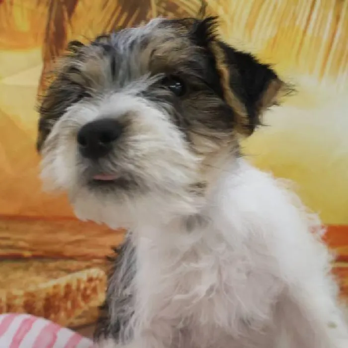 Male Jack Russell Terrier Puppy for Sale in Monroeville, PA