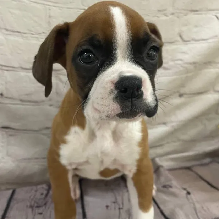 Female Boxer Puppy for Sale in Monroeville, PA