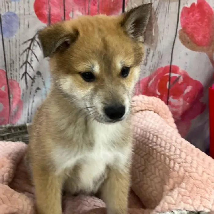 Male Shiba Inu Puppy for Sale in Monroeville, PA