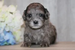 car_main_img_/media/ap_media/pets/ZMTYZKJNNWUU32771.webp.250x250_q85.webp