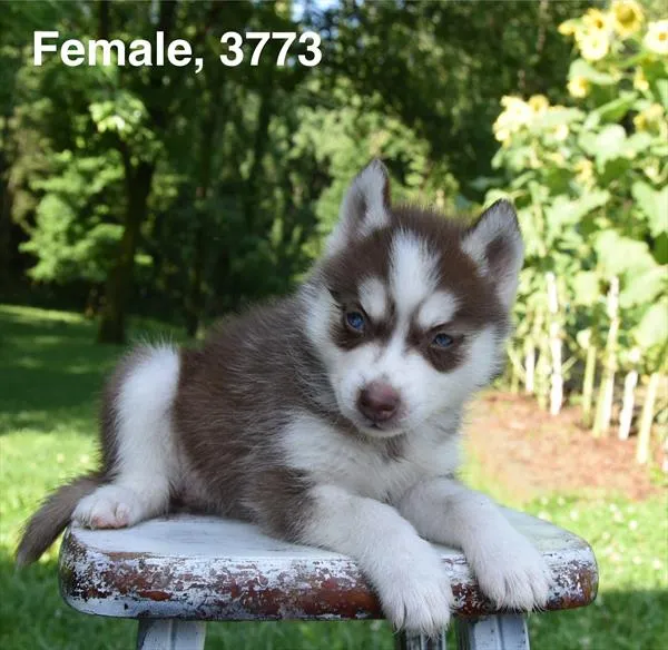 Female Siberian Husky puppy named Hayley for sale at Petland Monroeville.