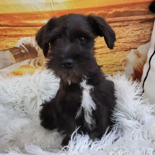 Female Mini Schnauzer Puppy for Sale in Monroeville, PA