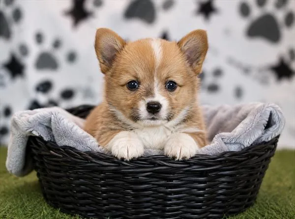 Male Pembroke Welsh Corgi puppy for sale at Petland Monroeville.