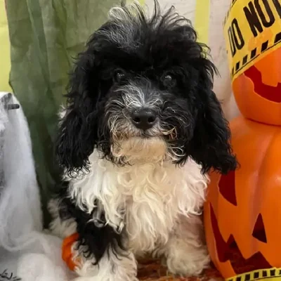 Female Mini Poodle Puppy for Sale in Monroeville, PA