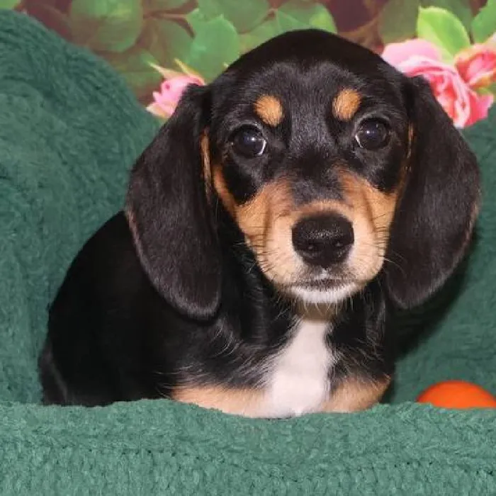 Female Dachshund Puppy for Sale in Monroeville, PA