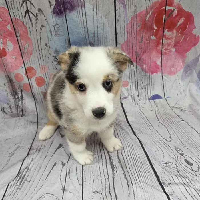 Male Auggie Puppy for Sale in Monroeville, PA