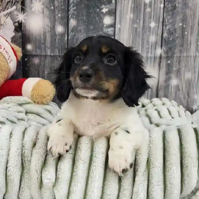 Male Dachshund Puppy for Sale in Monroeville, PA