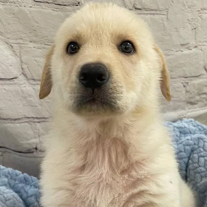 Male German Shepherd Puppy for Sale in Monroeville, PA