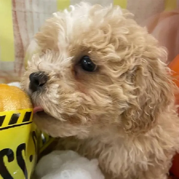 Female Teddy Bear Puppy for Sale in Monroeville, PA