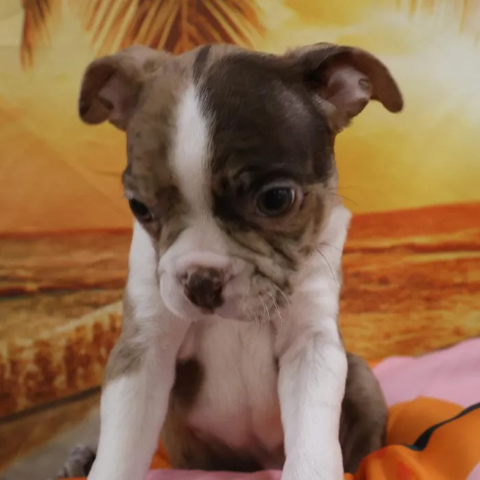 Male Boston Terrier puppy named Duke for sale at Petland Monroeville.