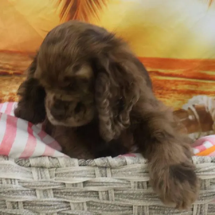 Female Cocker Spaniel Puppy for Sale in Monroeville, PA