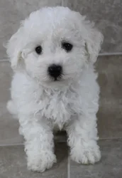 Male Bichon puppy named Cesar for sale at Petland Monroeville.