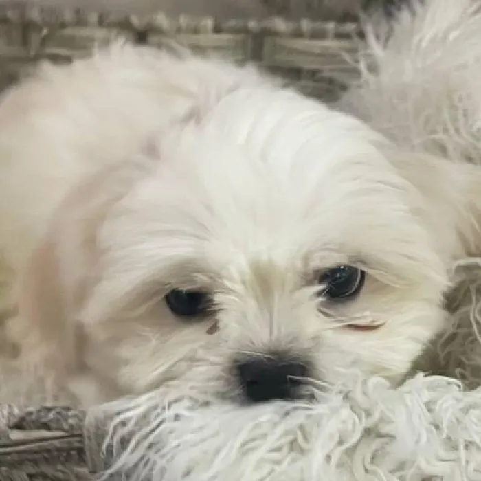 Male Shih Tzu Puppy for Sale in Monroeville, PA