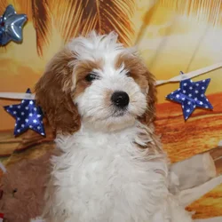 Female Mini Goldendoodle puppy named Tara for sale at Petland Monroeville.