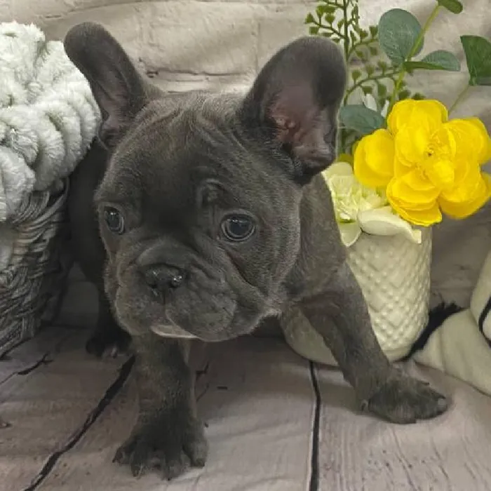 Male French Bulldog Puppy for Sale in Monroeville, PA
