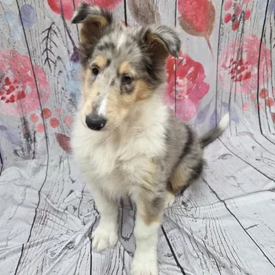Male Collie Puppy for Sale in Monroeville, PA
