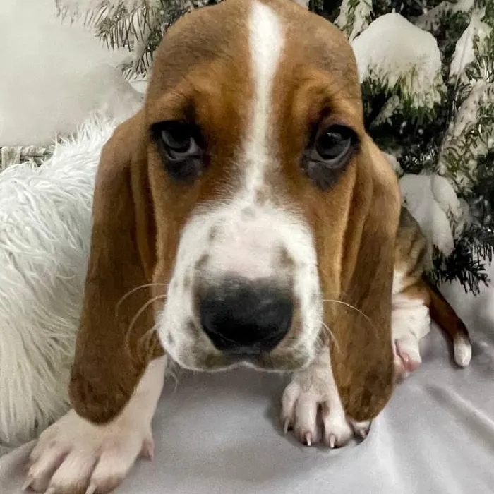 Male Basset Hound Puppy for Sale in Monroeville, PA