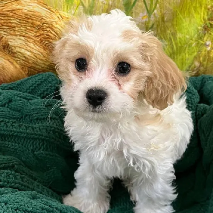 Male Cavachon Puppy for Sale in Monroeville, PA