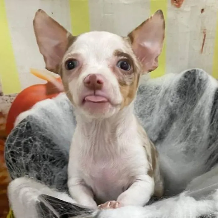 Female Chihuahua Puppy for Sale in Monroeville, PA