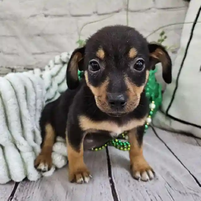 Female Chiweenie Puppy for Sale in Monroeville, PA