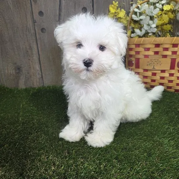 Male Maltese puppy named Donald for sale at Petland Monroeville.