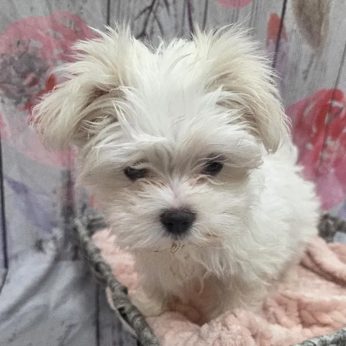 Female Maltese Puppy for Sale in Monroeville, PA