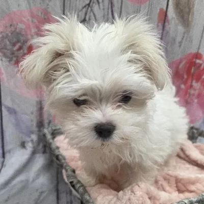 Female Maltese Puppy for Sale in Monroeville, PA