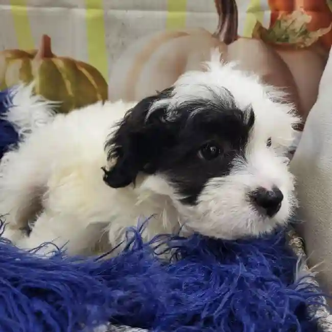 Male Teddy Bear Puppy for Sale in Monroeville, PA