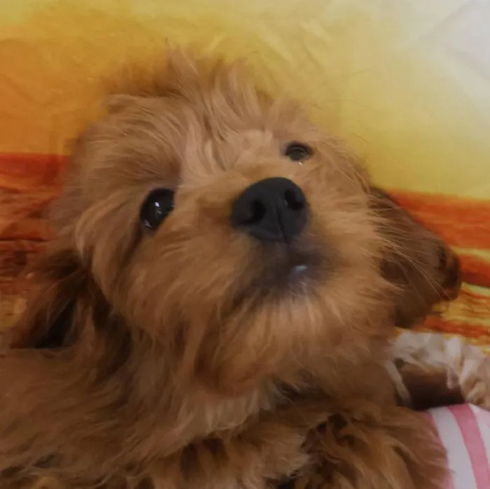 Female Mini Goldendoodle Puppy for Sale in Monroeville, PA
