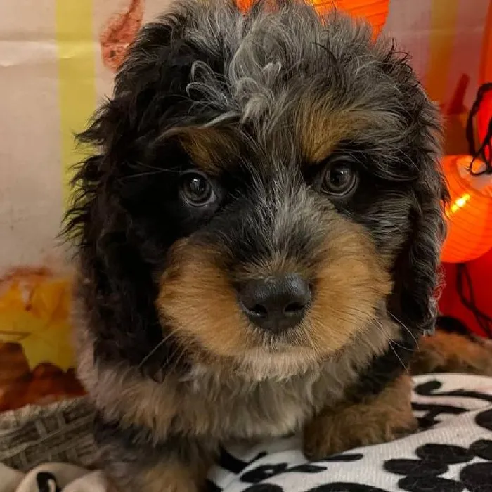 Male Mini Bernedoodle Puppy for Sale in Monroeville, PA