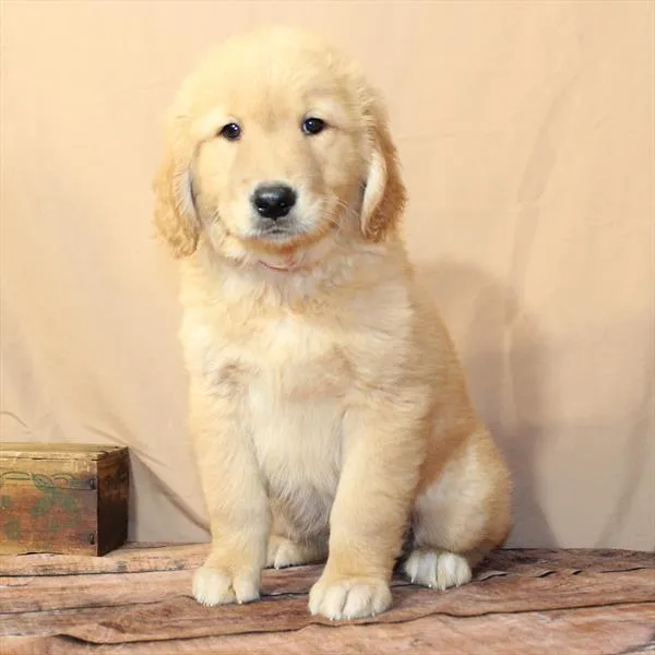 Female Golden Retriever puppy named Hope for sale at Petland Monroeville.