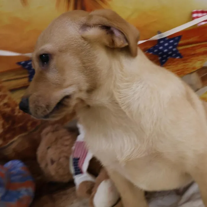 Male Labrador Retriever puppy named Daniel for sale at Petland Monroeville.