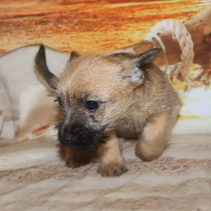 Female Cairn Terrier Puppy for Sale in Monroeville, PA