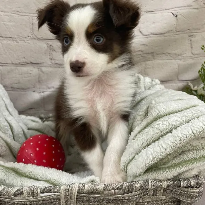 Male Toy Australian Shepherd Puppy for Sale in Monroeville, PA