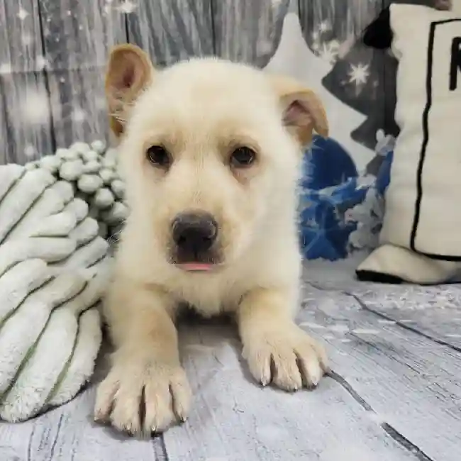 Male German Shepherd Puppy for Sale in Monroeville, PA